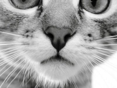 Cat-1920-x-1080-e1622840772323-1024x1024